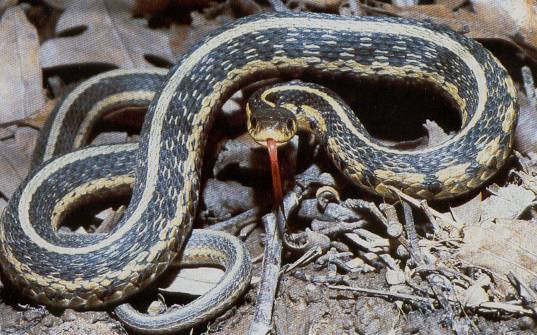 garter.jpg (53407 bytes)